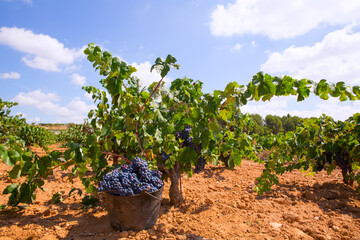 Poster - bobal harvesting with wine grapes harvest