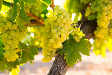 Poster - chardonnay Wine grapes in vineyard raw ready for harvest