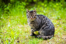 Portrait Of A Gray Tabby Cat On Green Grass Outside.