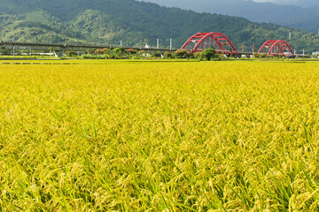 Wall Mural - Golden rural scenery