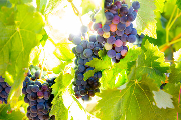 Poster - Bobal Wine grapes in vineyard raw ready for harvest