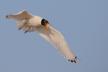 Wall Mural - Pallas's gull. Bird in flight, flying bird. Ichthyaetus ichthyaetus