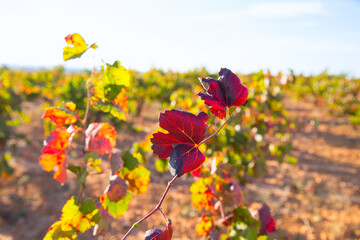 Poster - Autumn golden red vineyards in Utiel Requena