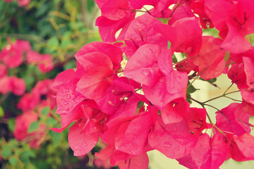 Poster - Pink flowers blooming