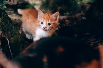 Wall Mural - Curious and shy little red cat. Small fluffy striped red kitten for the first time on a walk in nature.