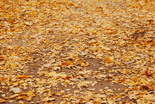 Autumn Background With Colorful Maple Leaves Laying On The Ground. Natural Yellow Leaf Carpet. Foliage Wallpaper, Maple Foliage