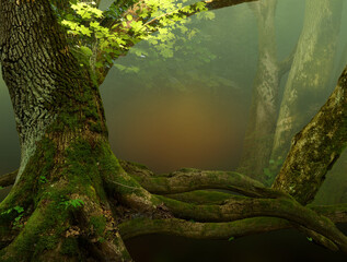 landscape with old mossy tree, foliage, roots and red mysterious shine