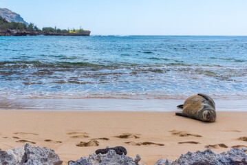 Wall Mural - Fat monk seal lying on sandy beach near ocean shore on sunny tropical day