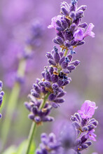 Close Up Of Lavender