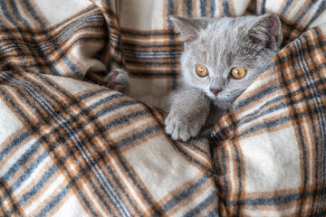 Wall Mural - Cute little kitten wrapped in a soft blanket.