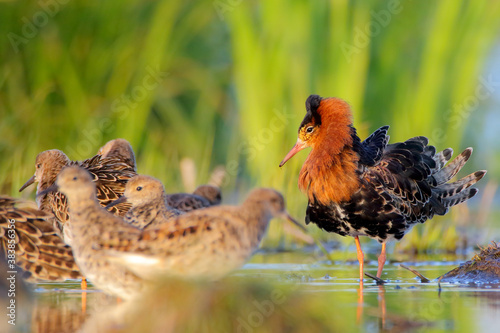 Cuadros en Lienzo Ruff, bird in breeding plumage in spring. Calidris pugnax