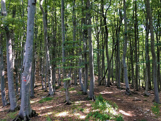 Trees and vegetation in a mixed forest in the area of the Ucka Nature Park, Croatia / Drveće i raslinje u mješovitoj šumi na području parka prirode Učka, Hrvatska