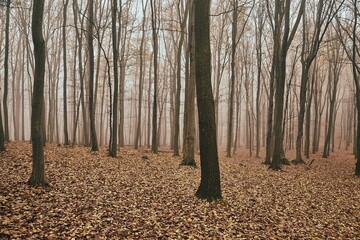 Foggy, misty forest in late autumn, fallen leaves and trees