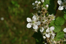 The White Flowers Of Blackberry (Rubus Fruticosus) In The Orchard At Early Summer, Close-up, Copy Space For Text