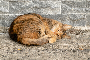 Canvas Print - stray tabby cat