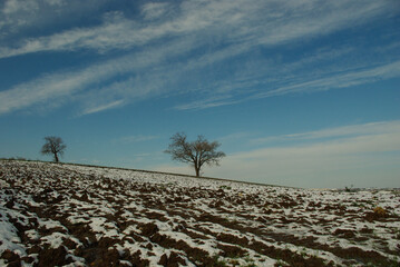 Freshly covered countryside with two trees silhouetted against the blue sky in the background