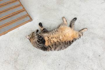 Poster - domestic fat tabby sleeping