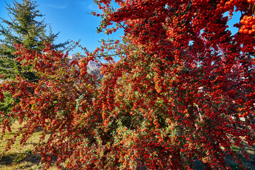 Sea-buckthorn berrys in a nice sunny summer or autumn day.