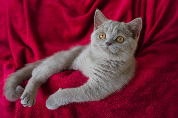 Wall Mural - cat on red