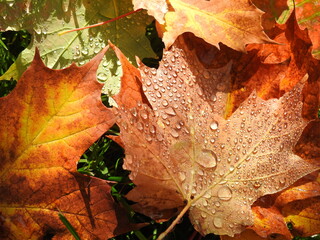 Maple leaves in autumn after the rain