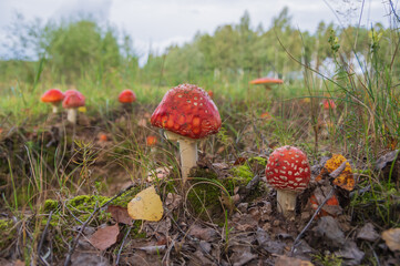 Closeup of several red fly agaric mushrooms (fly amanita or amanita muscaria) in the grass in forest