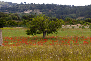 Canvas Print - beautiful poppy field in red and green landscape 