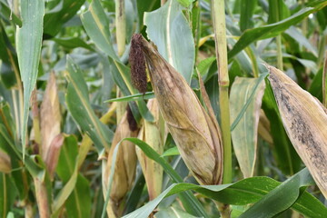 Maize or corn which is ripe and nearly to be harvested.