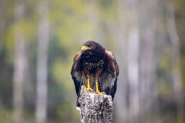 Fototapete - tailed hawk perched on a branch