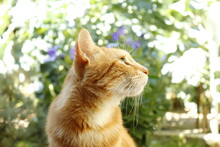 Gato (Felis Catus)