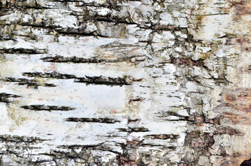 Wall Mural - Natural birch bark background. Birch bark natural texture background