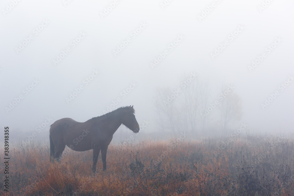 Brown horse in foggy meadow in mountains valley. Landscape photography - obrazy, fototapety, plakaty 