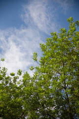 Wall Mural - green leaves and blue sky