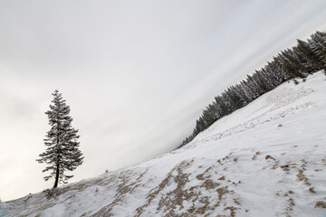 Wall Mural - Winter landscape. Tall pine tree alone on mountain slope on cold sunny day on copy space background of blue sky and spruce forest.