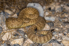 Tan Rattlesnake At Night Lit By Camera Flash On Desert Floor