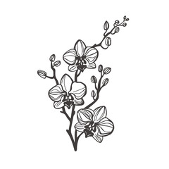 Wall Mural - Orchid flower clip art. Flower out line.