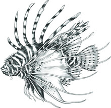 Lion Fish Black White Vector Illustration