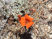 Desert Mariposa Lily, Blooming On The Forest Floor, Mount Pinos, California.