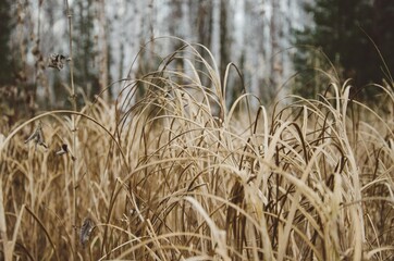 dry grass