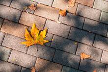 Yellow Autumn Dry Maple Leaf On Paving Stones With Sun Shadows.