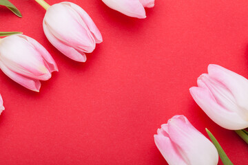 Canvas Print - Spring background of dainty pink tulips