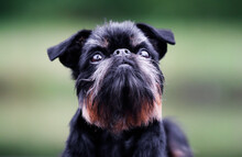 Summer Portrait Of Black And Tan Dog Breed Brussels Griffon Outdoors With Green Background. Funny Little Home Pet Doggy With Mustache. Belgian National Popular Breed Smart And Beautiful