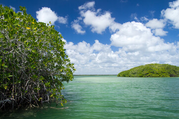 Poster - mangrove trees in sea