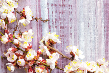 Wall Mural - Blossoming branch