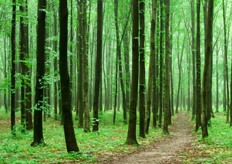 Canvas Print - forest 