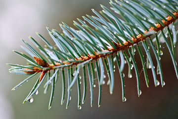 Canvas Print - Spruce needles with water drops