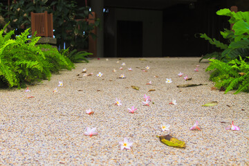 Canvas Print - Plumeria tree in tropical hotel