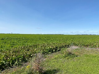 Wall Mural - field of corn