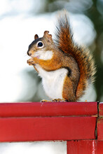 Tree Squirrel Eating Peanut On Red Railing