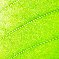 Poster - leaf abstract