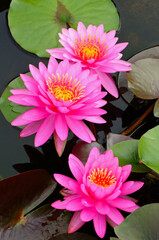 Wall Mural - water lily